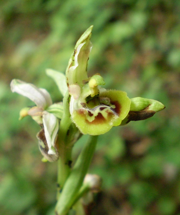 O.holosericea da confermare